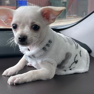 Meet your Posher, Dana